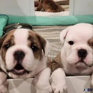 English Bullgogs puppies Registered