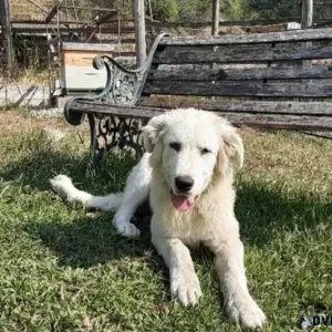 5 Months Old Female Great Pyrenees Pup For Adoption