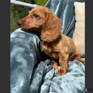 Beautiful Male Mini Dachshund Puppy For Adoption