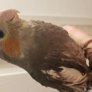 Bby cockatiels