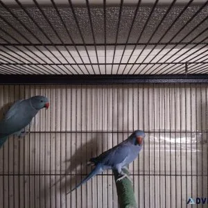 Indian Ringneck Proven Pair