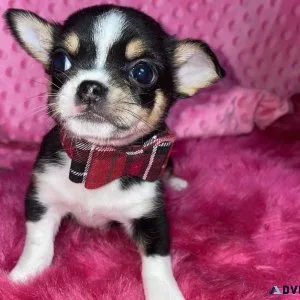 jrtjyy Chihuahua Puppies