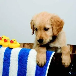 Top home raised Golden Retriever Puppies.