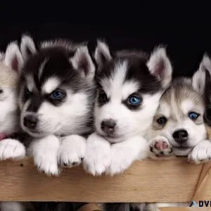 Pure-bred Siberian Husky puppies