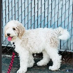Male Labradoodle Puppy For Adoption