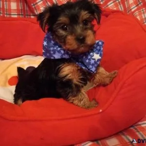 vsdg  Quality Yorkie puppies