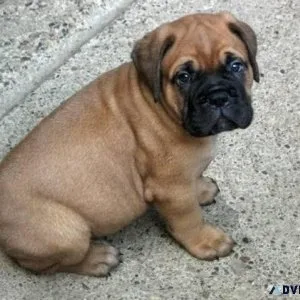 Bullmastiff Puppy For Sale