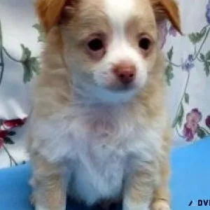Beautiful brindle chihuahua puppies