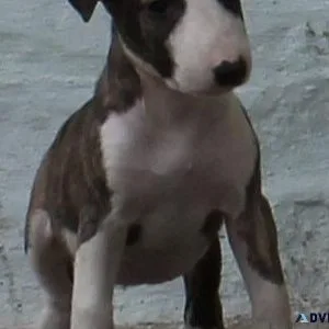 Healthy Miniature Bull Terrier puppies for sale.