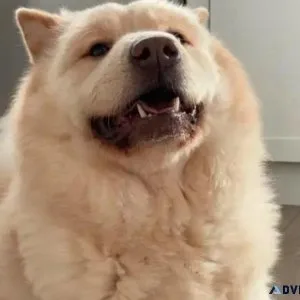 8 Months Old Female Chow Chow Puppy For Adoption