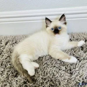 Female Seal Mitted Ragdoll Kitten