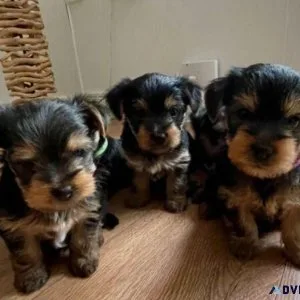 FREE PUPPIES