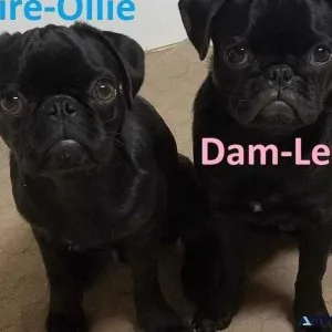 Black pugs puppy s