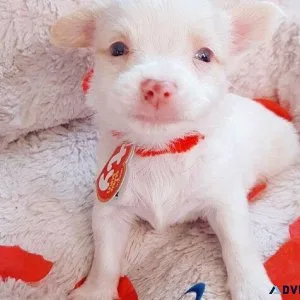 Tiny Healthy Happy Chihuahuas