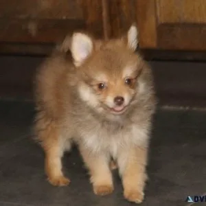POMERANIAN PUPPIES