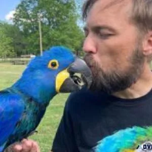 Hyacinth macaw parrots for adoption