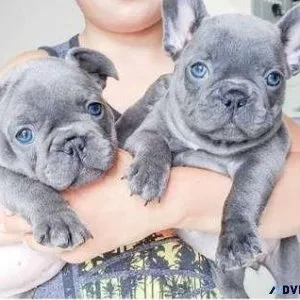 CC 3 french bulldog puppies available for Sale