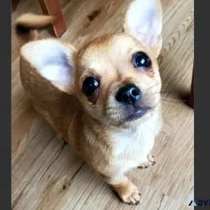 3 months old Male Chihuahua Pup For Adoption