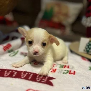 In time for Christmas Petite Long Hair Chihuahua Puppies