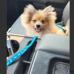 6 Months Sable Merle Male Full Pomeranian For Adoption