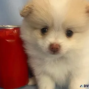 Canadian Kennel Club Registered Pomeranian puppies