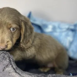 Cute Dachshund Puppy