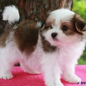 Pomatese Puppy For Sale