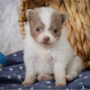 TEENY TINY POMERANIAN