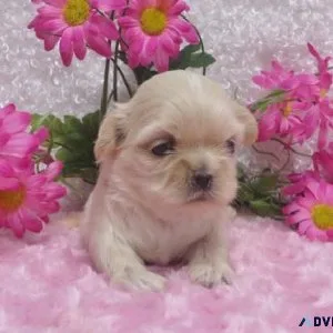 Pure shiz tzu puppy for sale