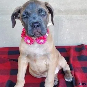 Healthy Cane Corso Puppies ready