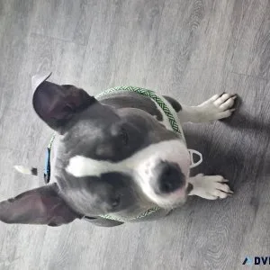 Rehoming 15 month old American Staff