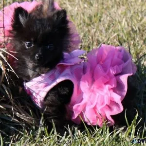 Pomeranian