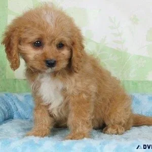 Adorable Cavapoo puppies available now
