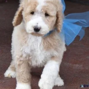 Cute Labradoodle Puppiesmale and female