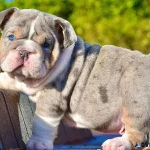 English Bulldog Puppy For Sale