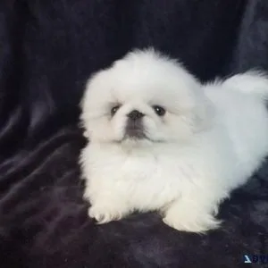 Healthy Pekingese puppies for sale.