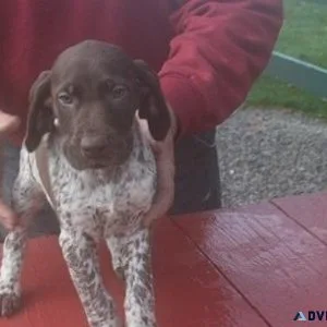 Home raised German Shorthaired Pointer puppies