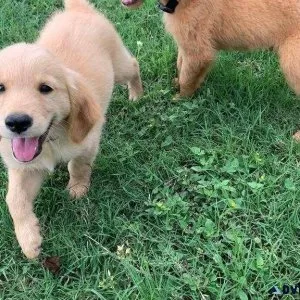 Healthy Cute Golden Retriever Available