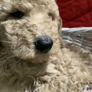 Miniature Poodles