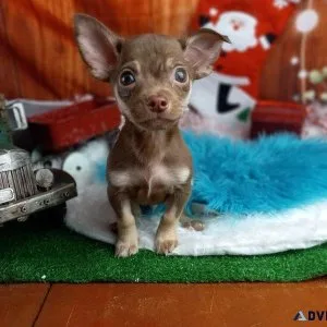 Chihuahuas puppies