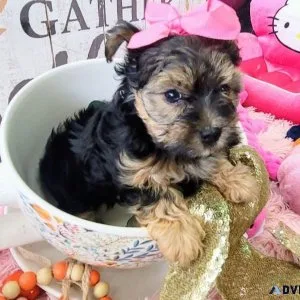 Teacup Yorkie Puppy