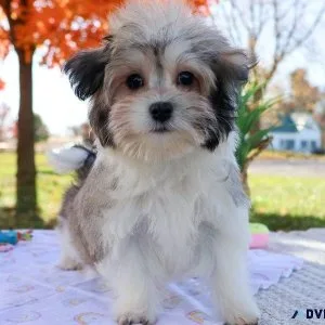 Gorgeous Coton De Tulear puppies
