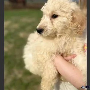 Beautiful hypoallergenic Cream Standard Poodle