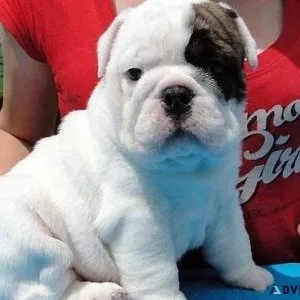 Adorable Mini English Bulldog Puppies. Boys and girls
