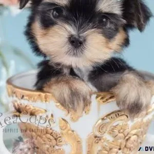Adorable Morkie Puppy