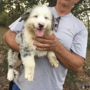 AKC Australian Shepherd  puppies