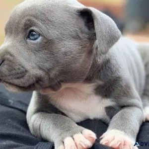 American Pit Bull Terrier Puppy