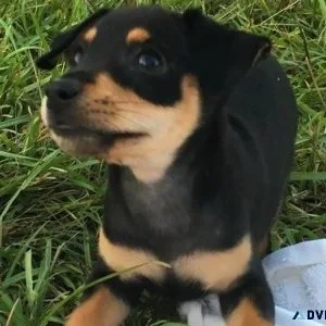 Well Socialized Miniature Pinscher puppies