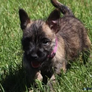 Cute Cairn Terrier Puppies ready for sale
