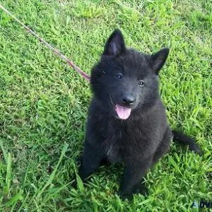Well Trained Belgian Shepherd puppies available